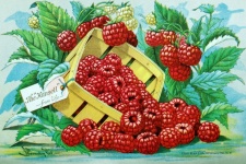 Vintage Basket Of Raspberries