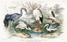 Birds Heron Stork Vintage