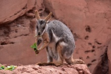 Wallaby Eating