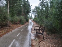 Wet Bicycle Forest Trail