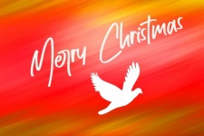 White Dove Christmas Card