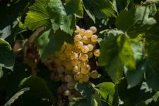 White Grapes On Vine