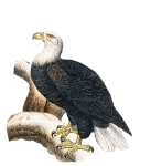 White-headed Sea Eagle