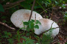 White Mushrooms With Accented Edges