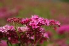Wildflower Pink Bloom Flower