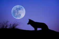 Wolf Moon Landscape Silhouette