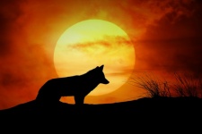 Wolf Sunset Landscape