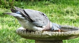 Wood Pigeon Drinking