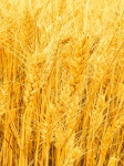 Yellow Durum Wheat Plants