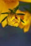 Yellow Flower Bud Unfurling