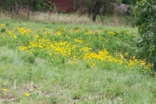 Yellow Flowers Growing Wild