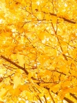 Yellow Leaves On A Tree