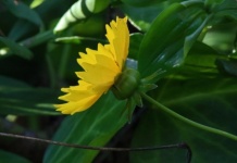 Yellow Tickseed Flower