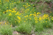 Yellow Tickseed Flowers