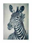 Zebra Animal Portrait Drawing