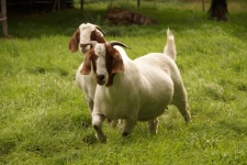 Goat Pasture Pet Boer Goat