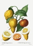 Lemon Orange Vintage Old