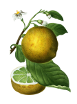 Lemon Orange Vintage Clipart
