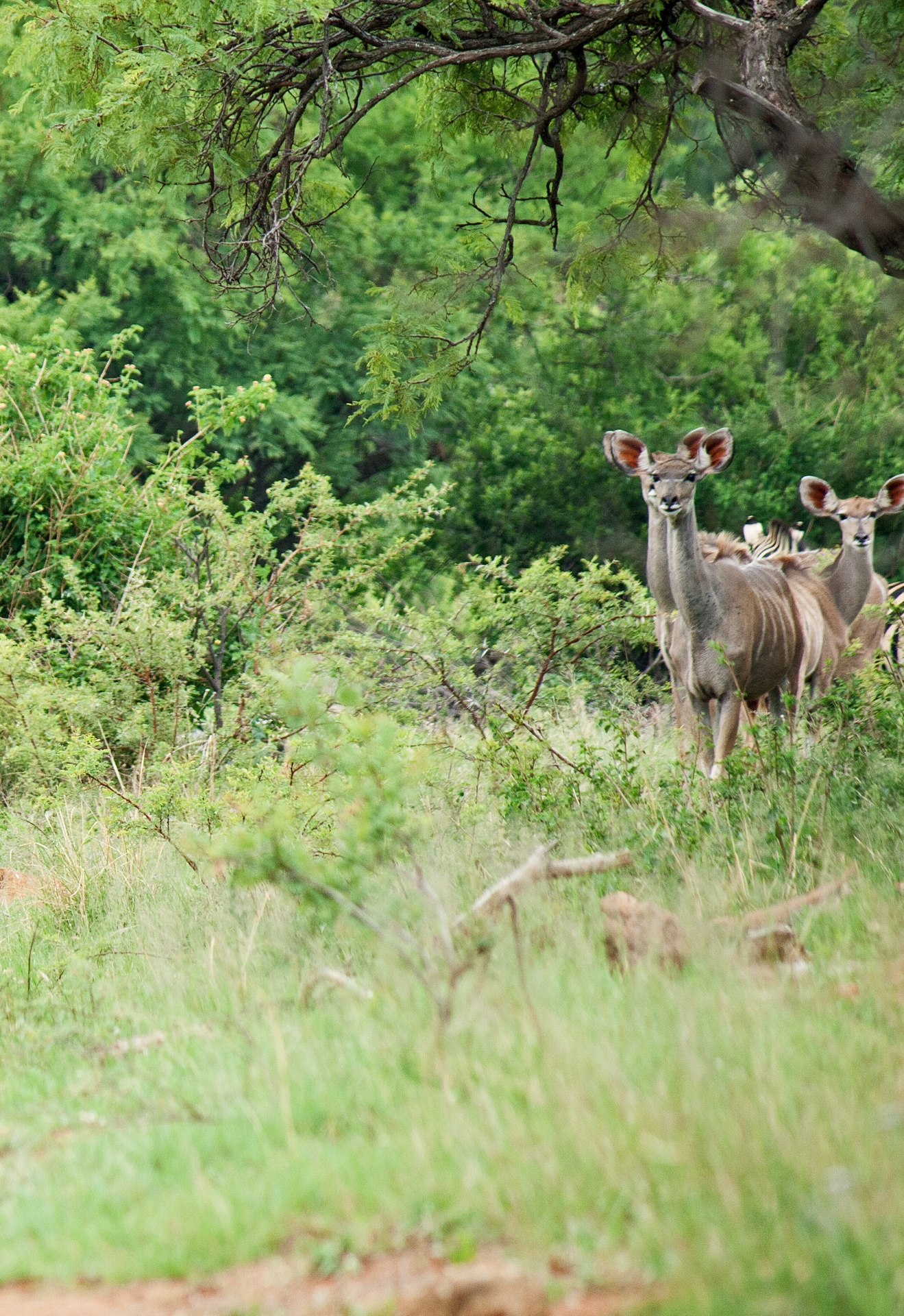 A Group Of Kudus In South Africa