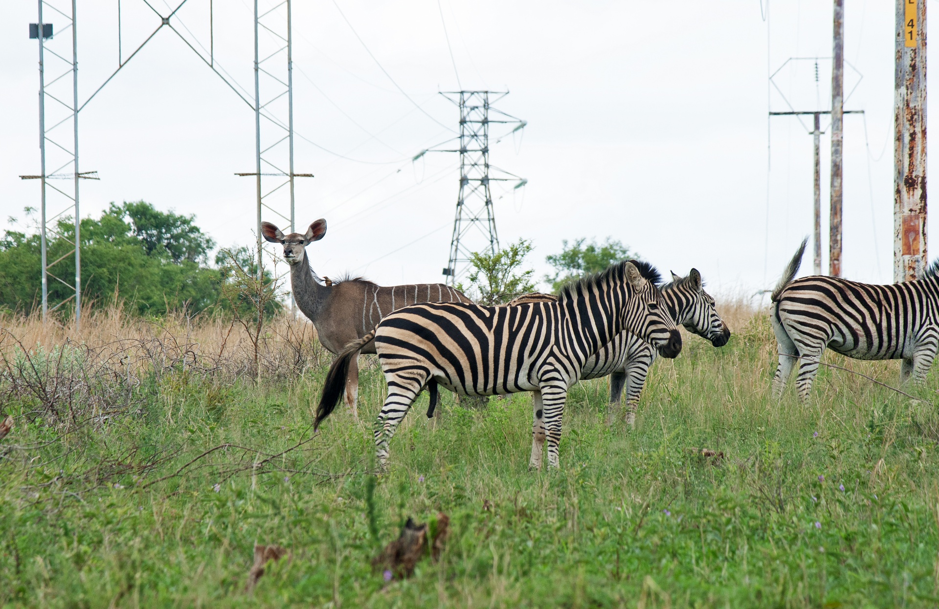 A Group Of Zebra And Kudu Antelope
