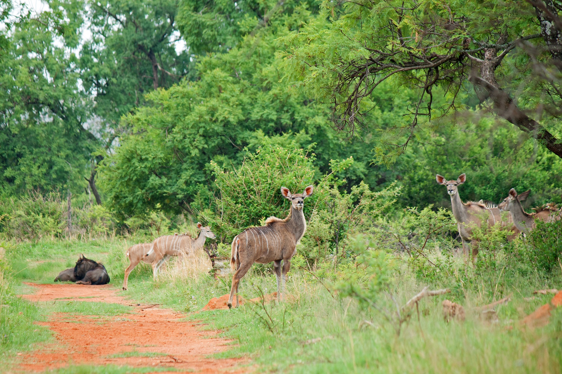 Adult Kudu Cow In A Group
