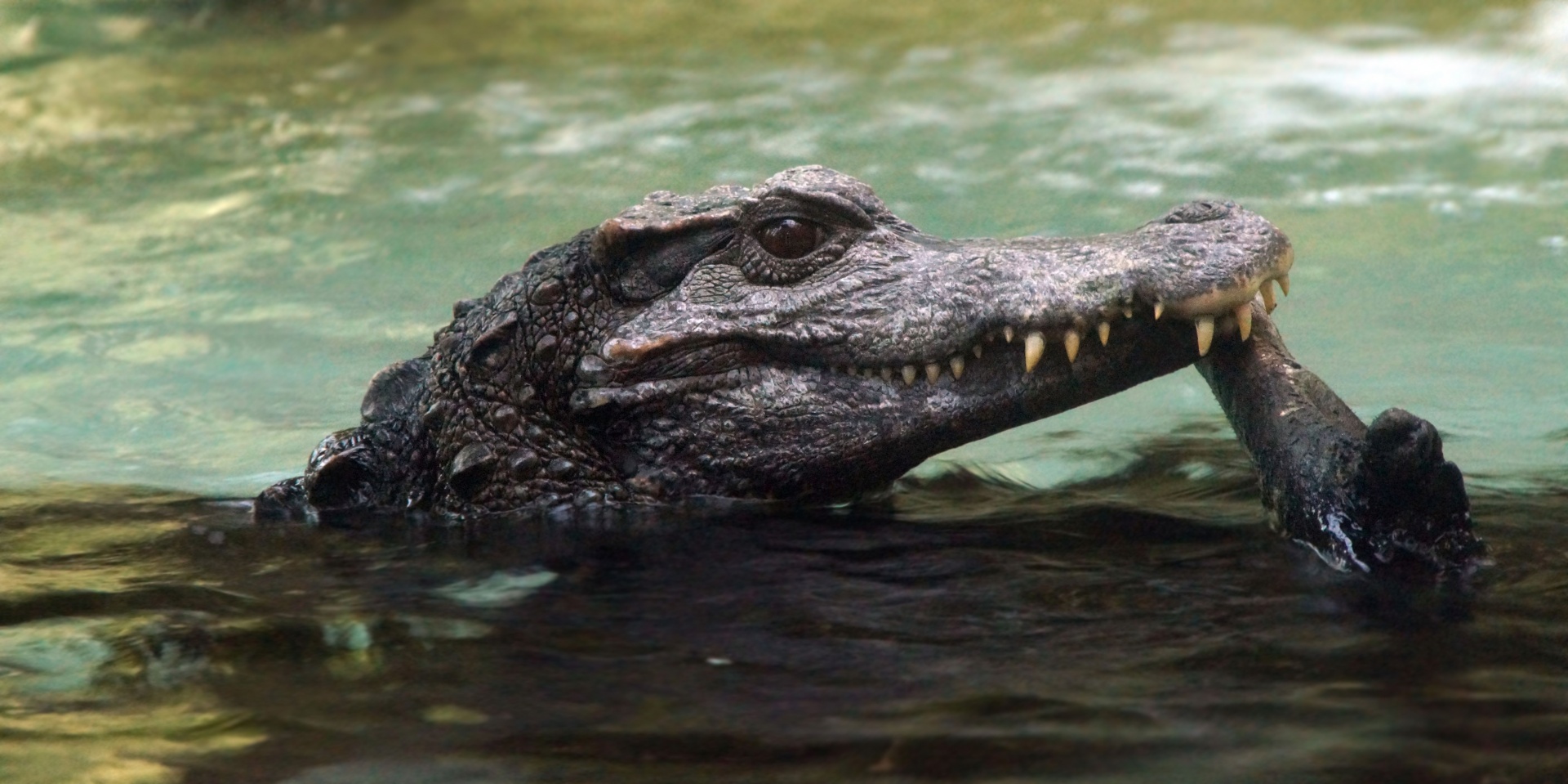 Alligator crocodile reptile water bodies of water photography
