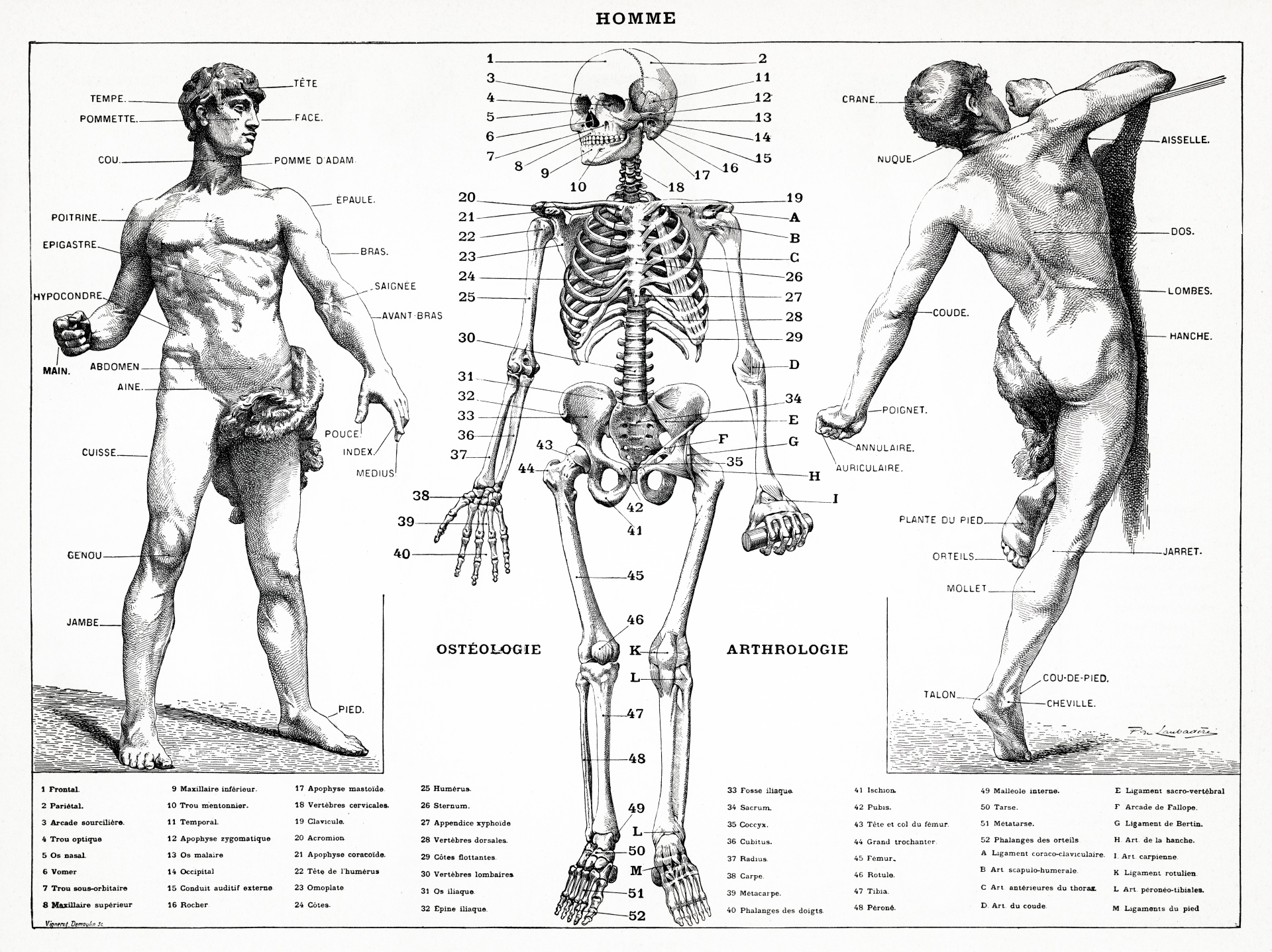 Anatomy Human Medicine Old