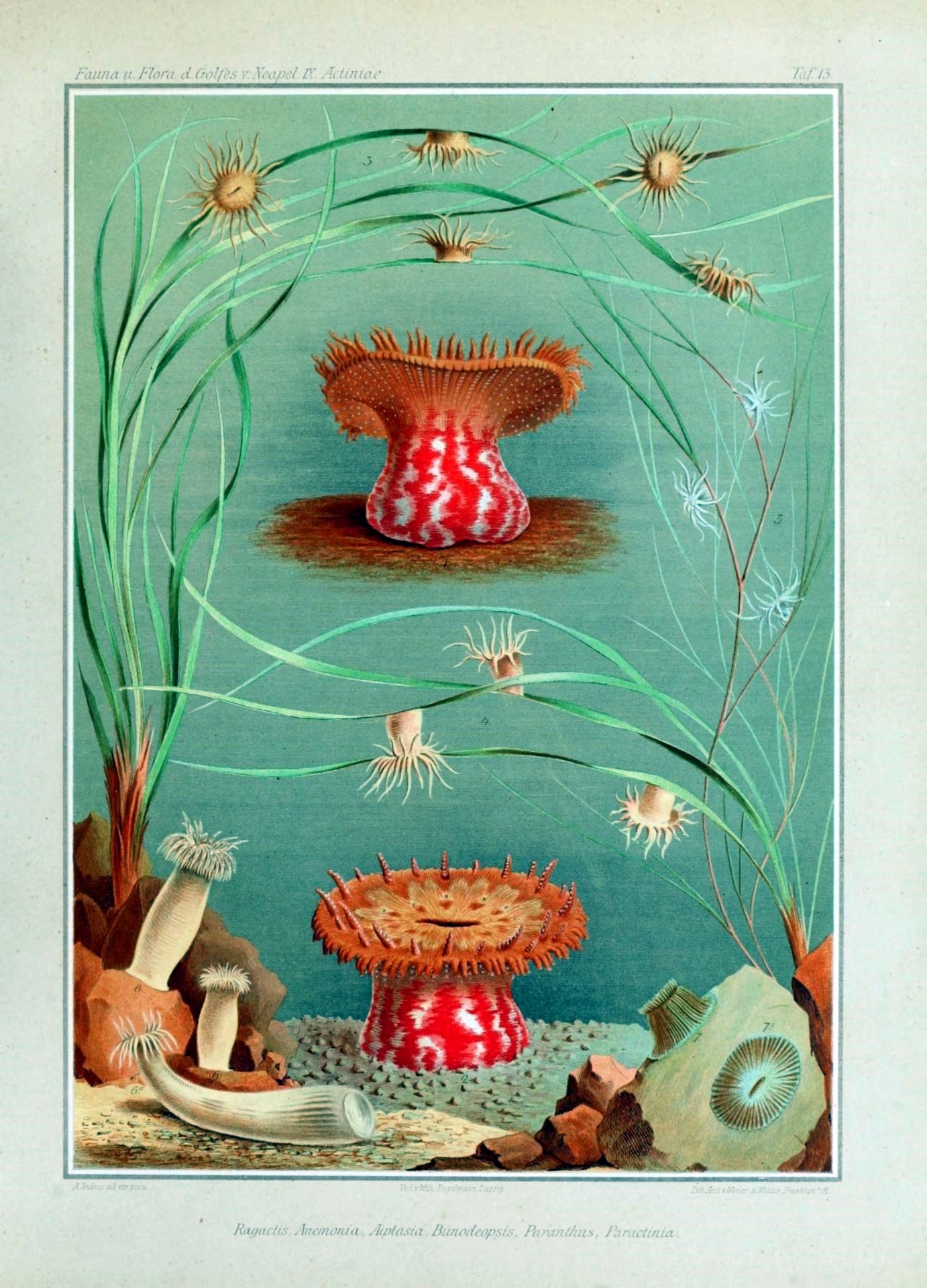 Anemone Coral Vintage Art