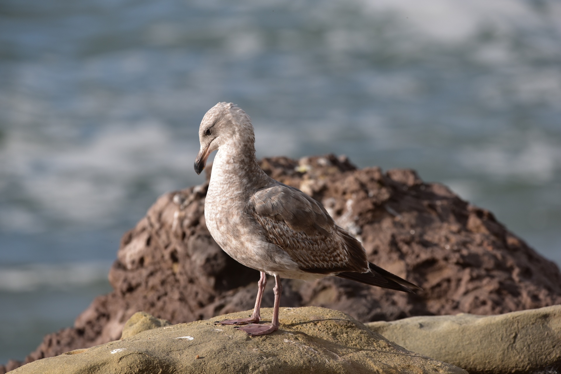 Baby Seagull On Rock