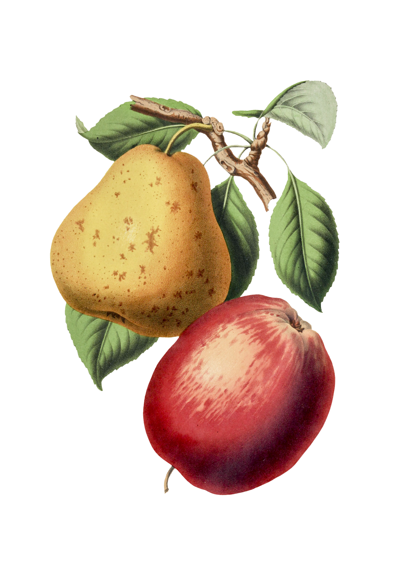 Pear Apple Vintage Illustration