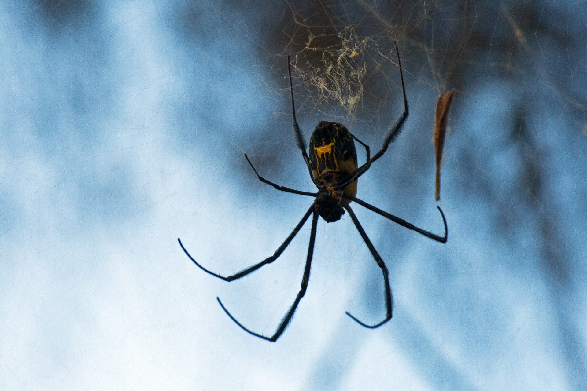 Black And Yellow Golden Orb Weaver