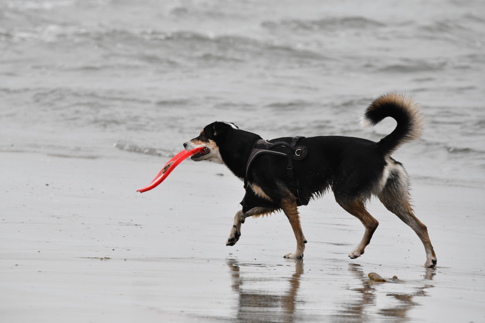 Black Dog On Wet Sand