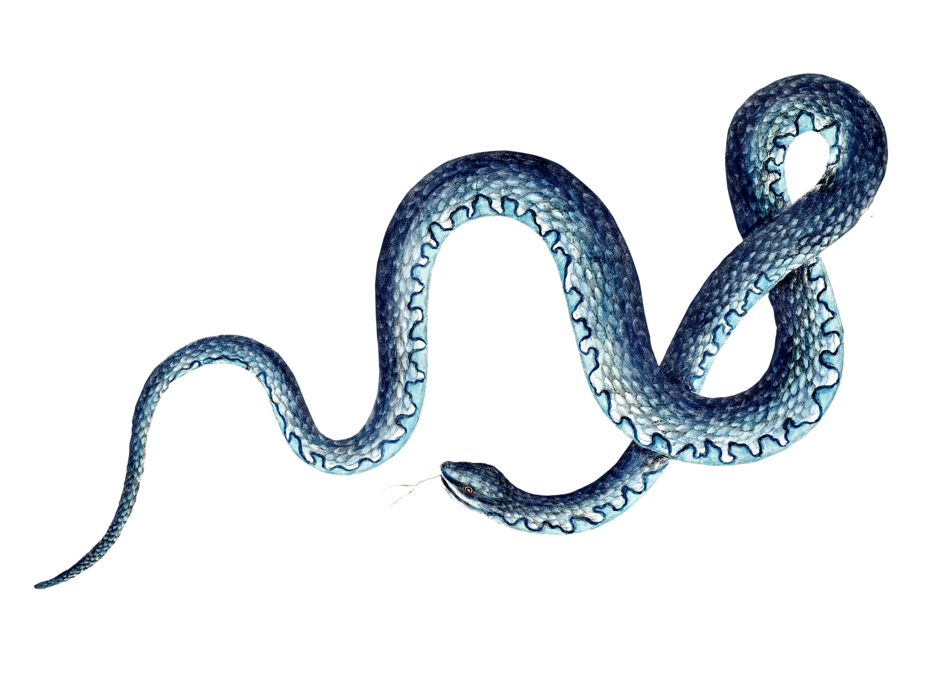 Blue King Snake
