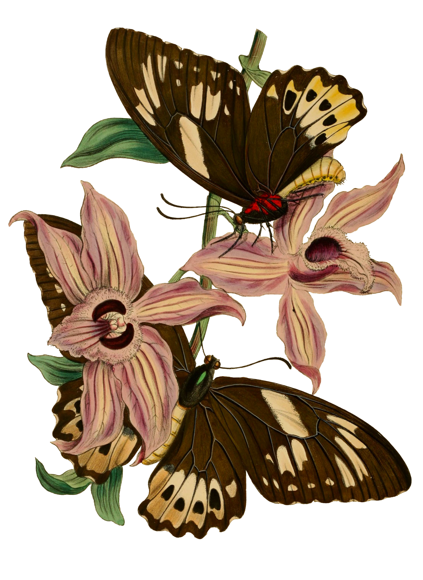 Butterflies Flowers Vintage Art
