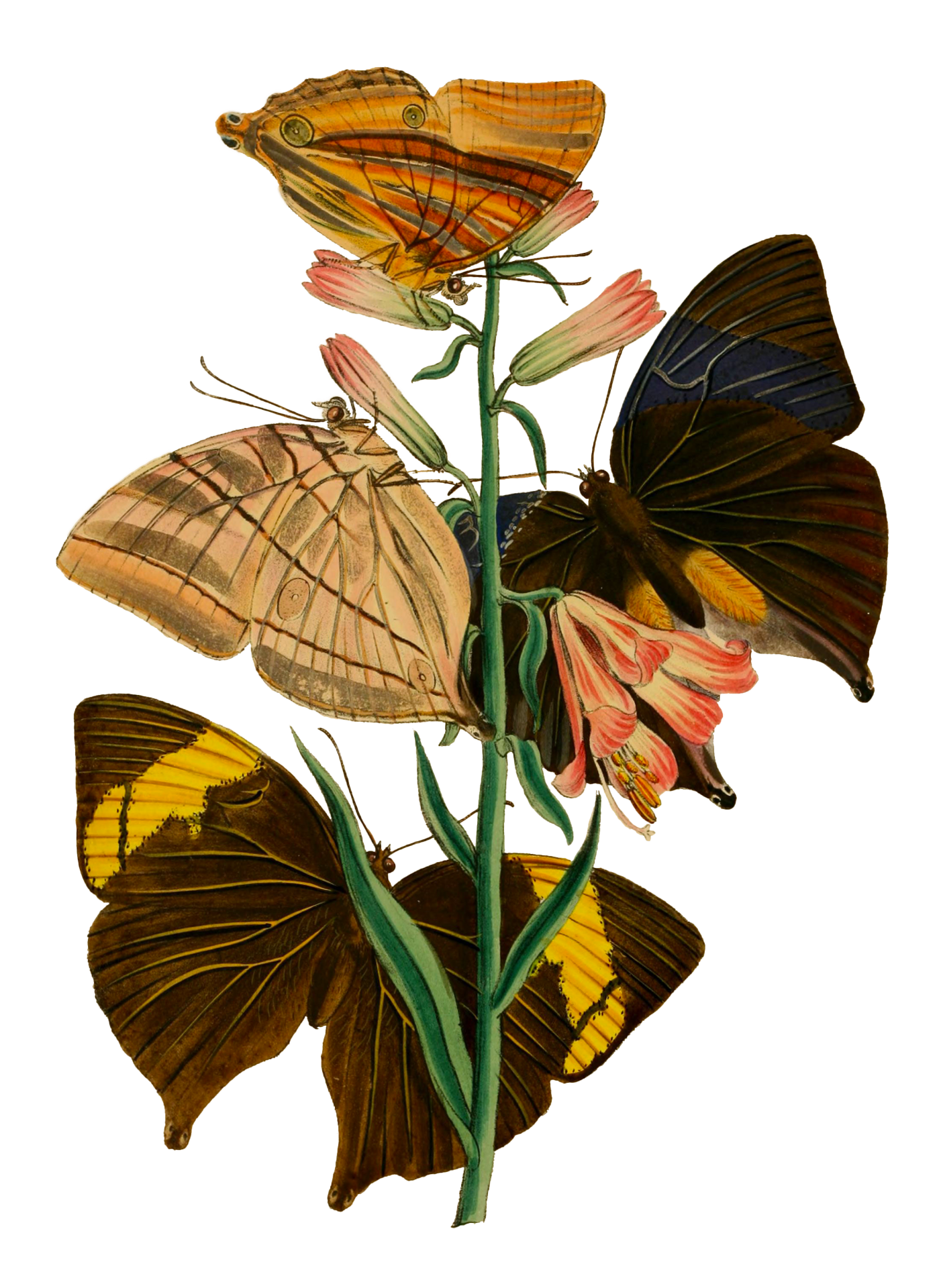 Vintage clipart illustration of butterflies and flowers on transparent png background