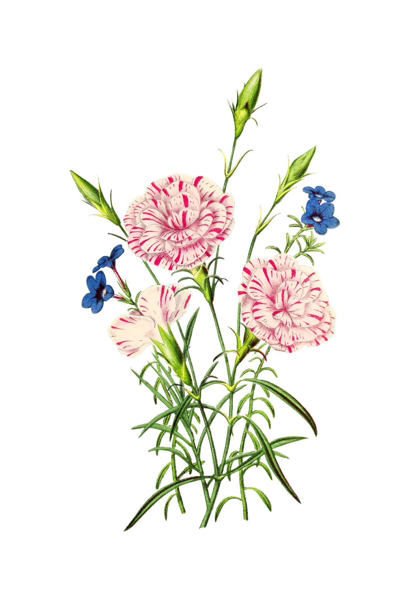 Clipart Flower Vintage Art