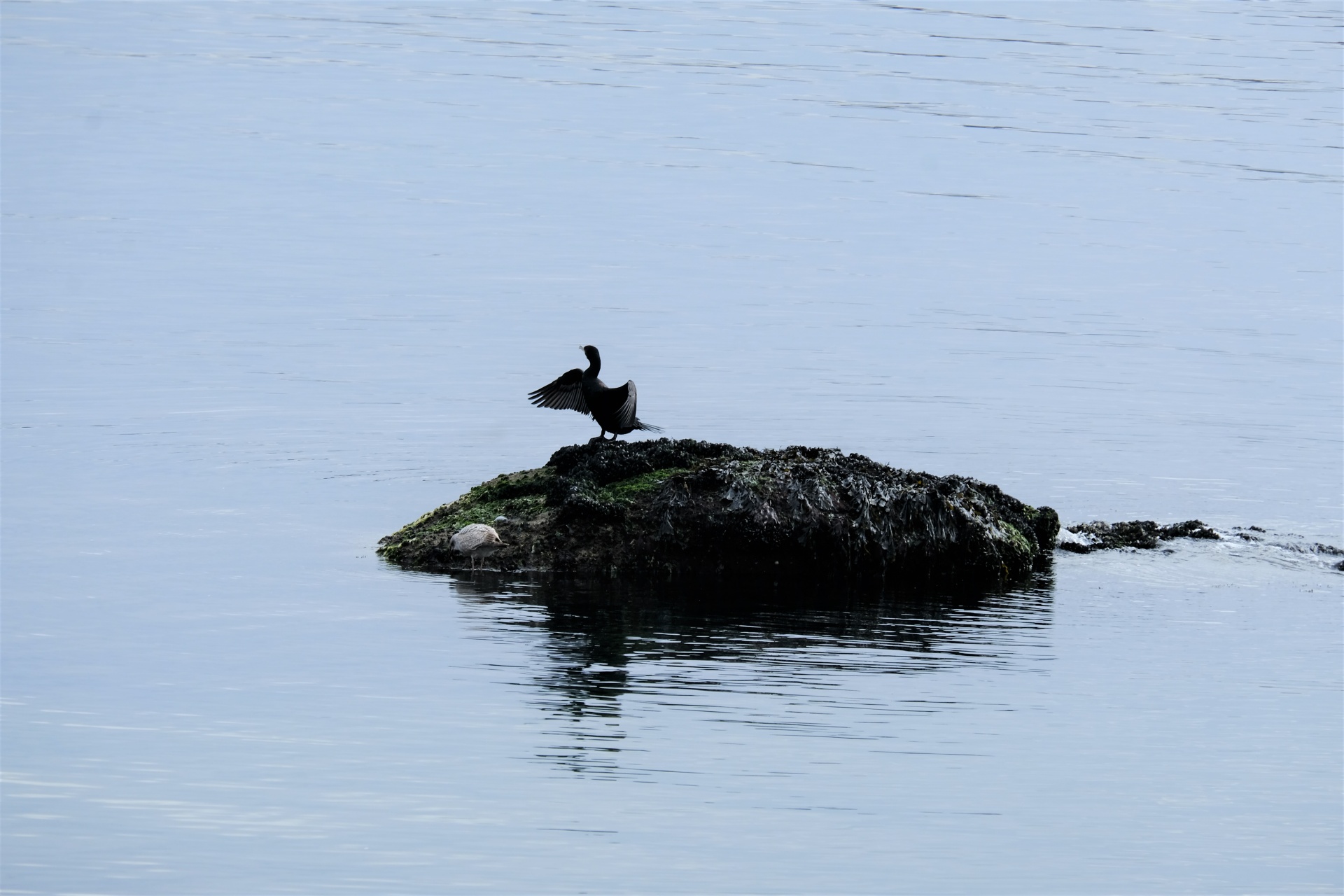 Cormorant Opening Its Wings