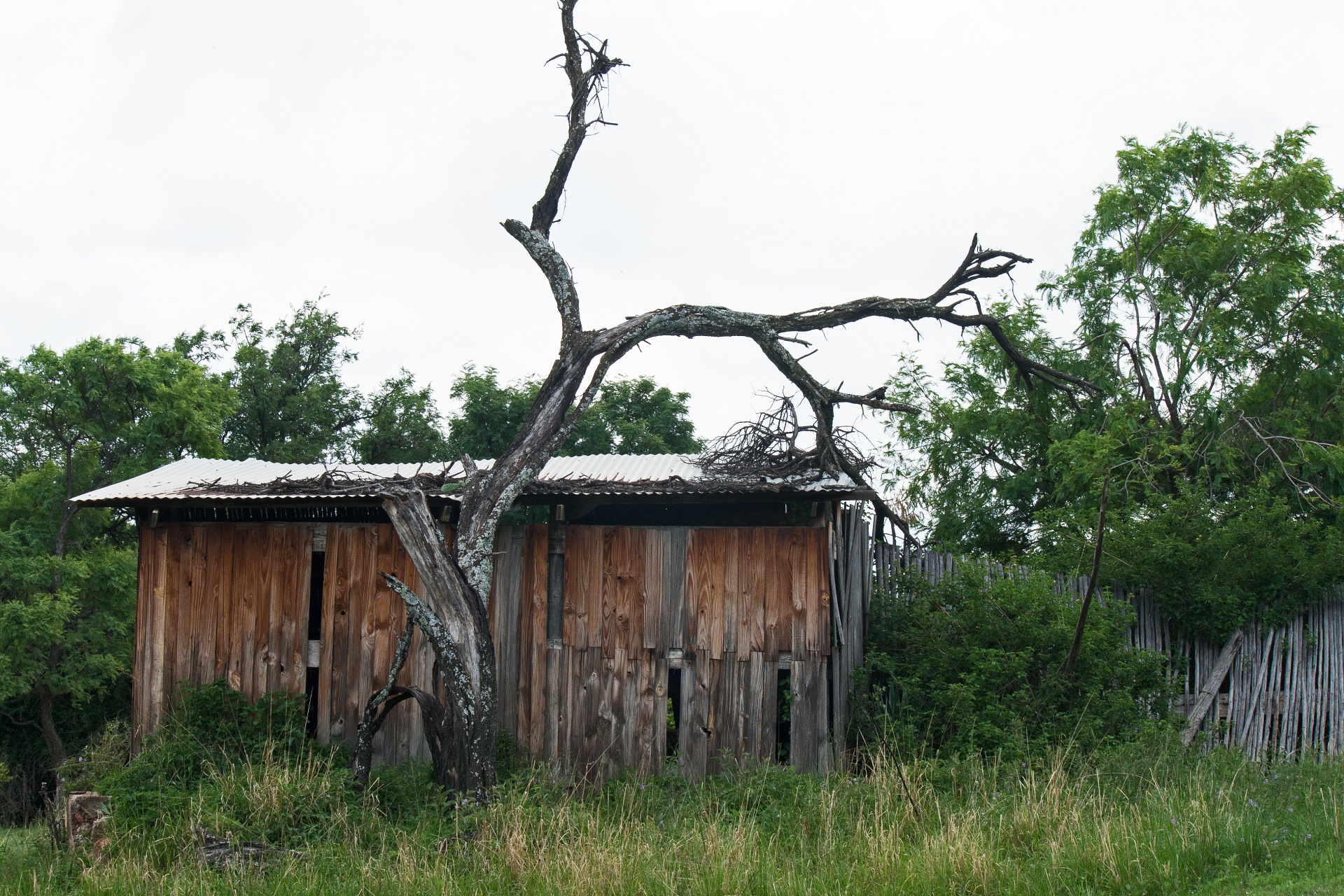 Crude Wooden Cabin With A Dead Tree