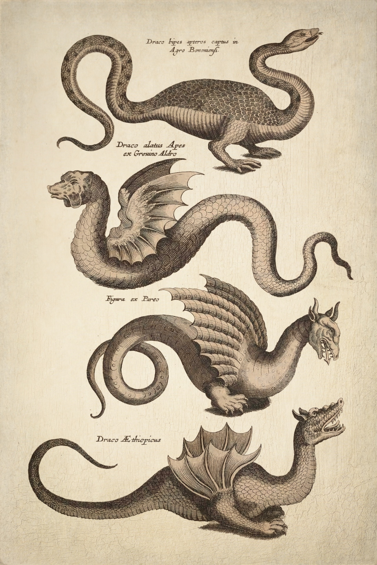 Dragons Mythical Creatures Vintage Art