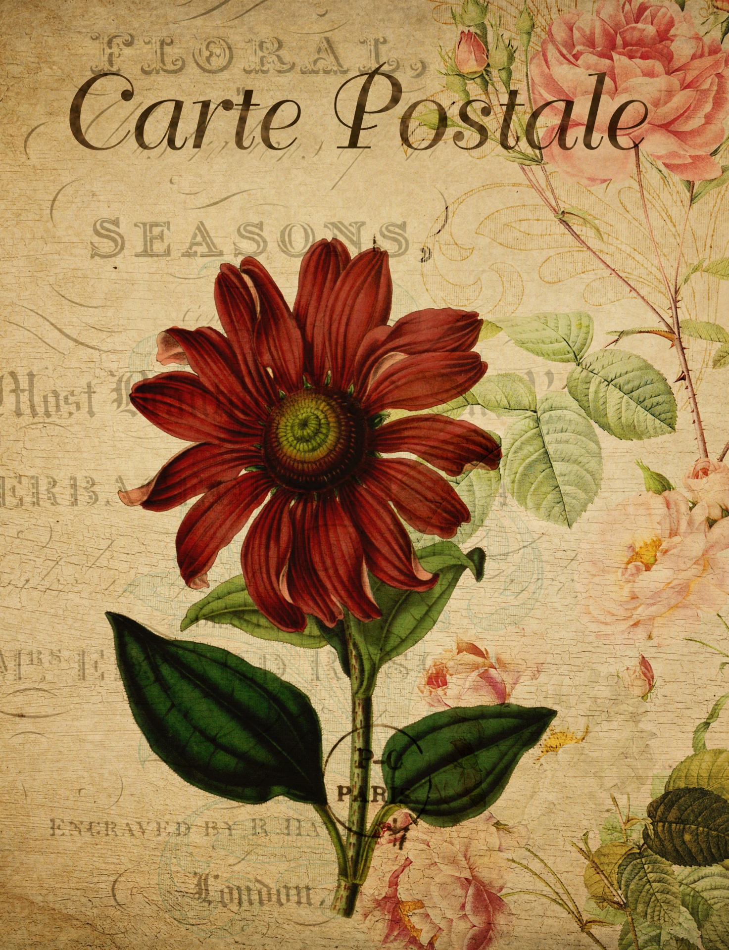 Echinacea Flower Vintage Postcard