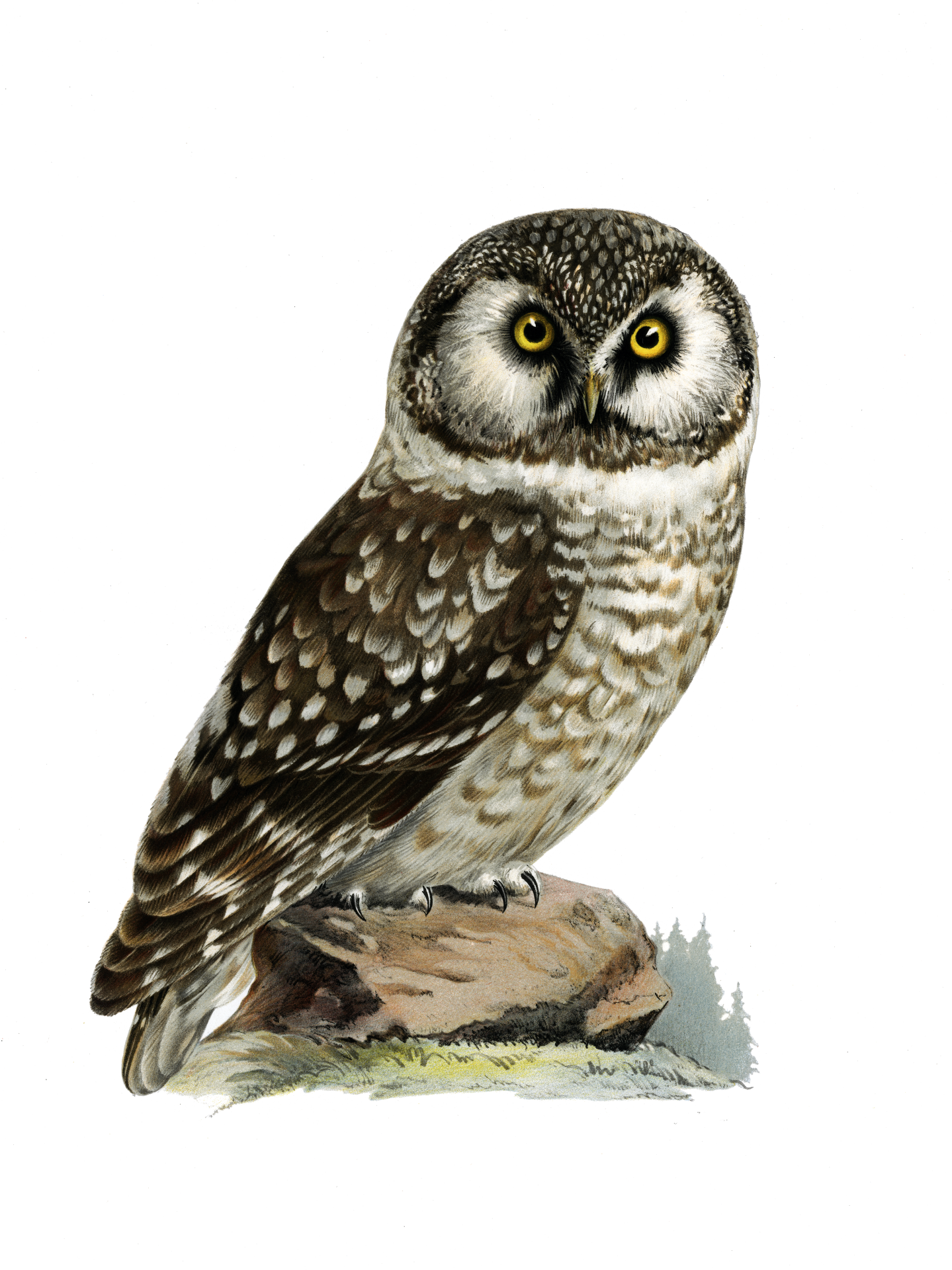 Owl Vintage Clipart Art