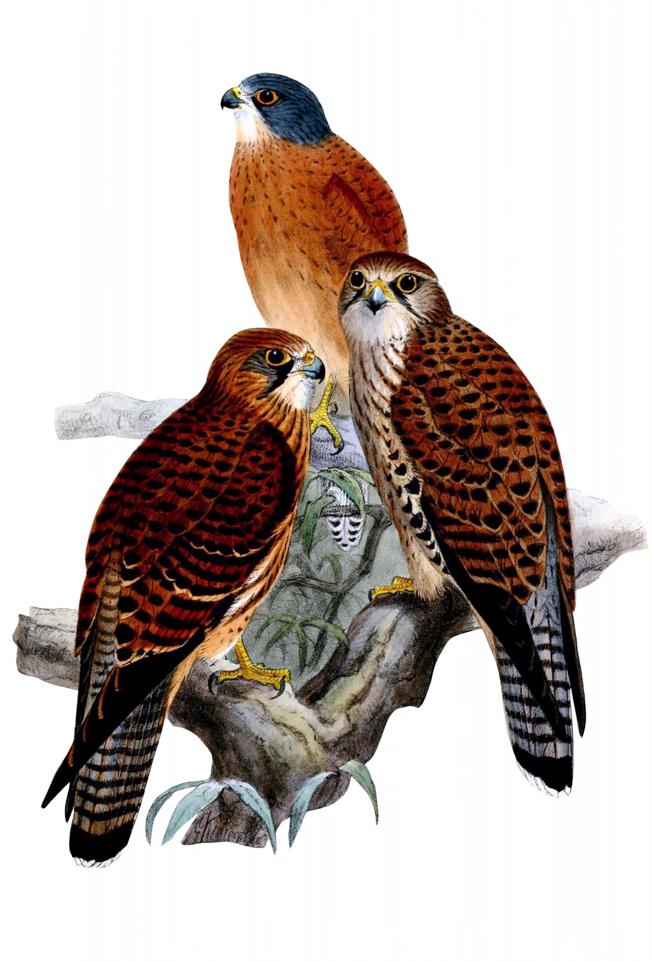 Vintage illustration of three falcons on branch, bird of prey on white background clipart