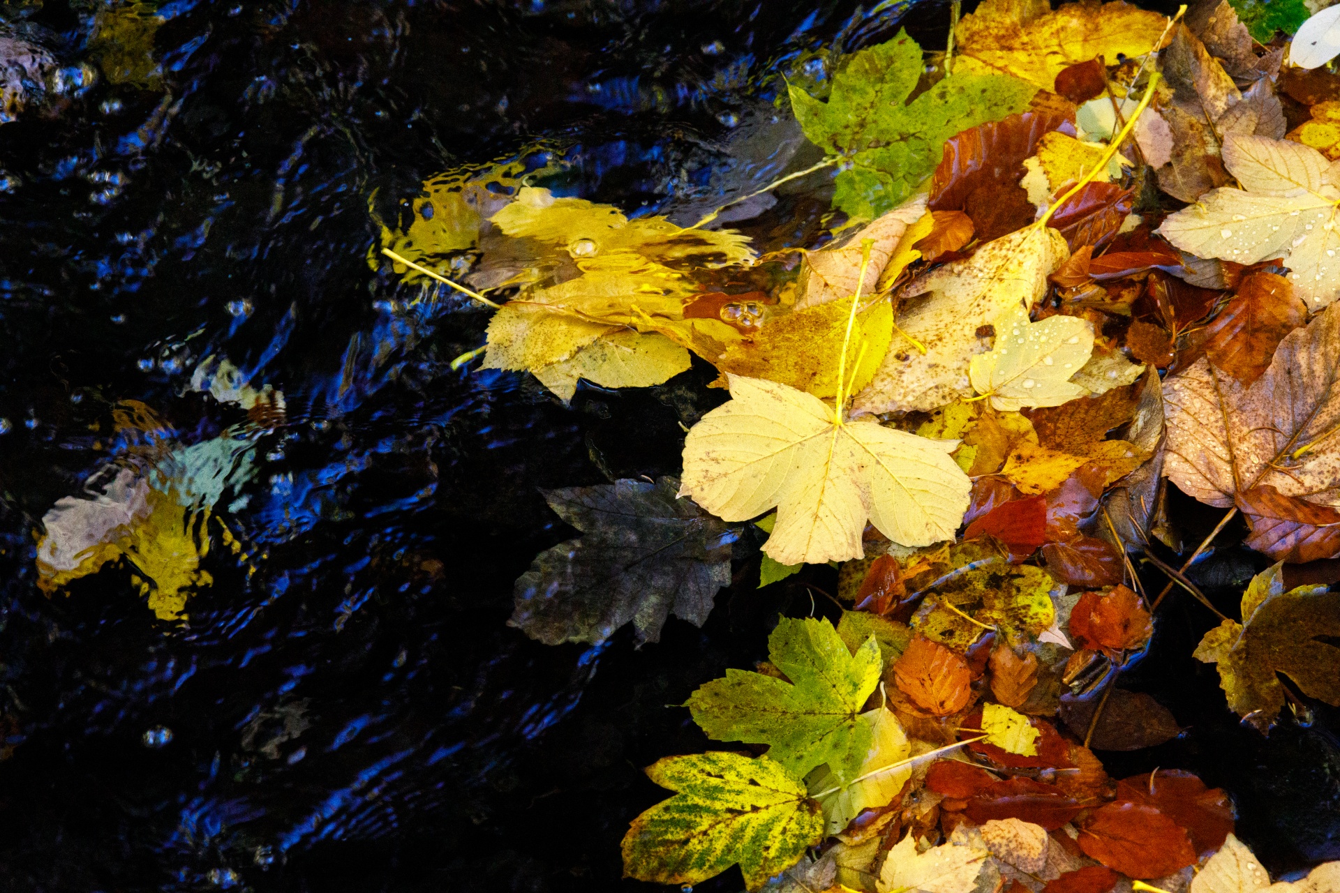 Fall Leaves In Water
