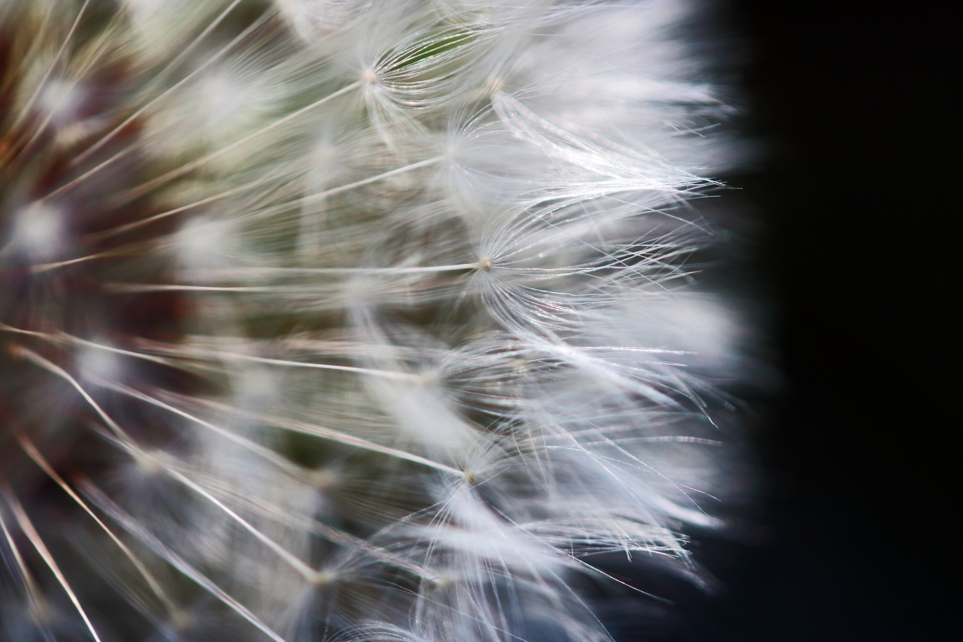close view of filaments of dainty seed tufts on dandelion seed head