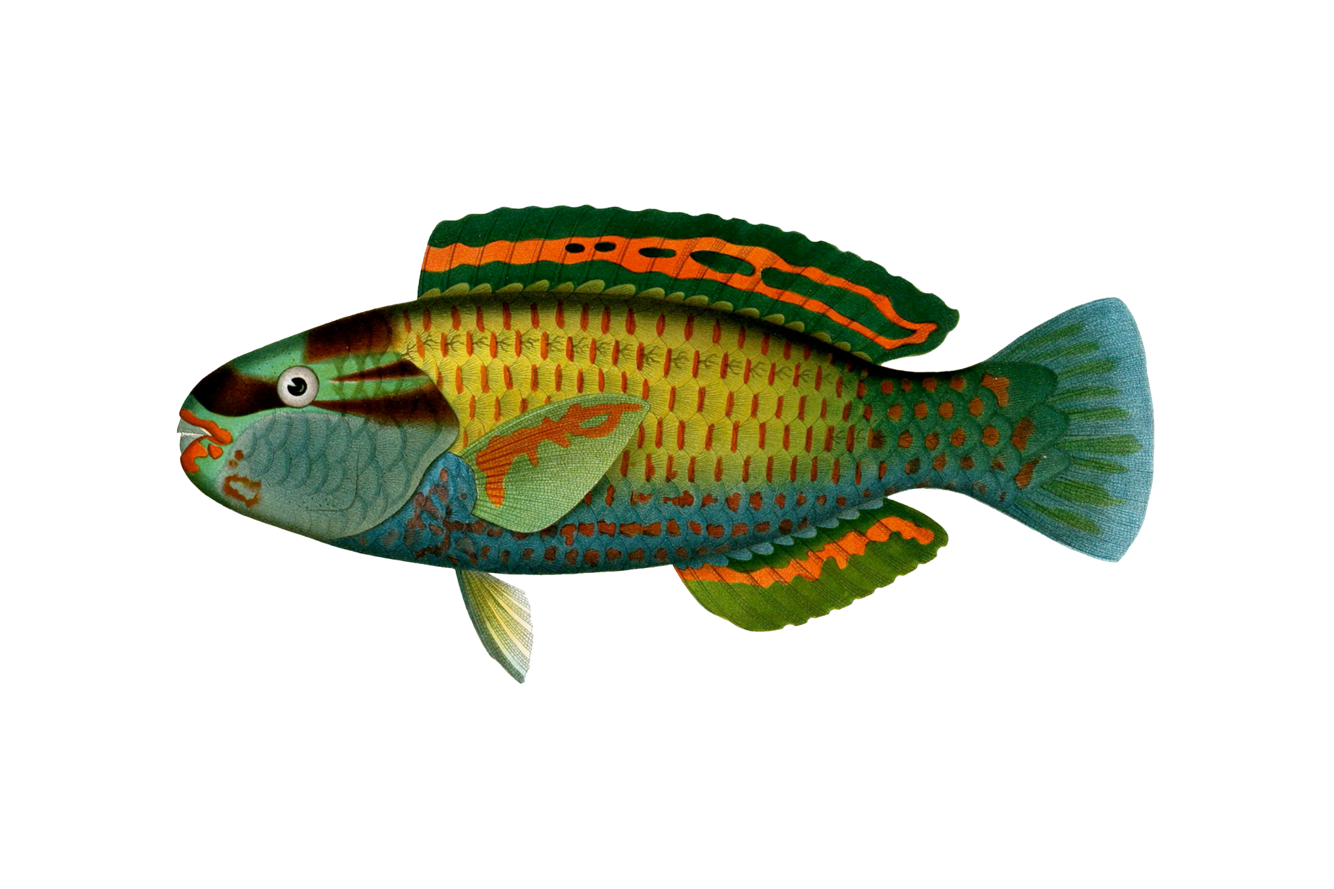 Fish Parrotfish Vintage Art Free Stock Photo - Public Domain Pictures