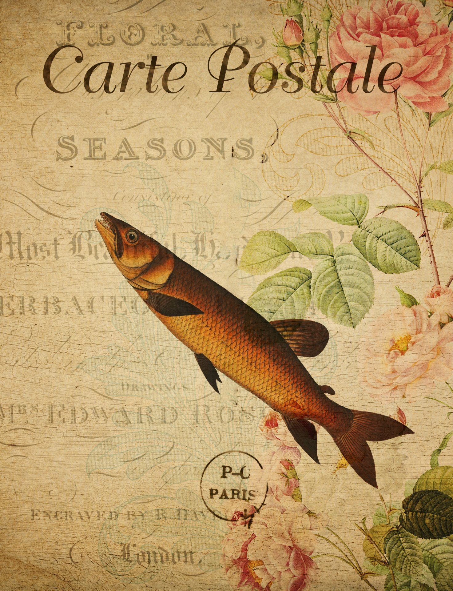 Fish Vintage Art Postcard