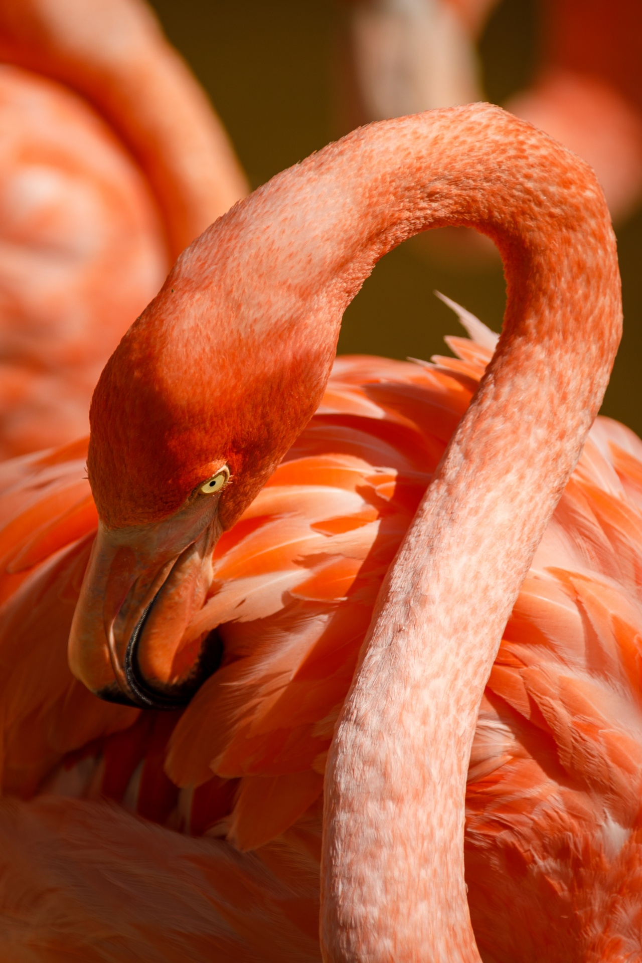 Flamingo bird grooming its feathers