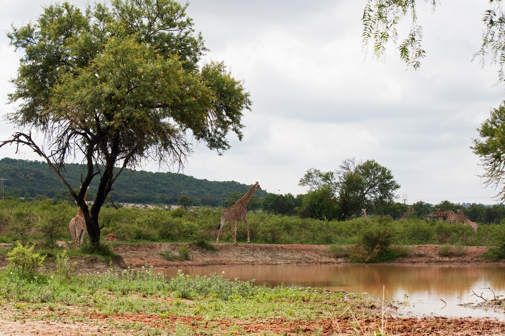 Giraffe Standing Near Water Hole