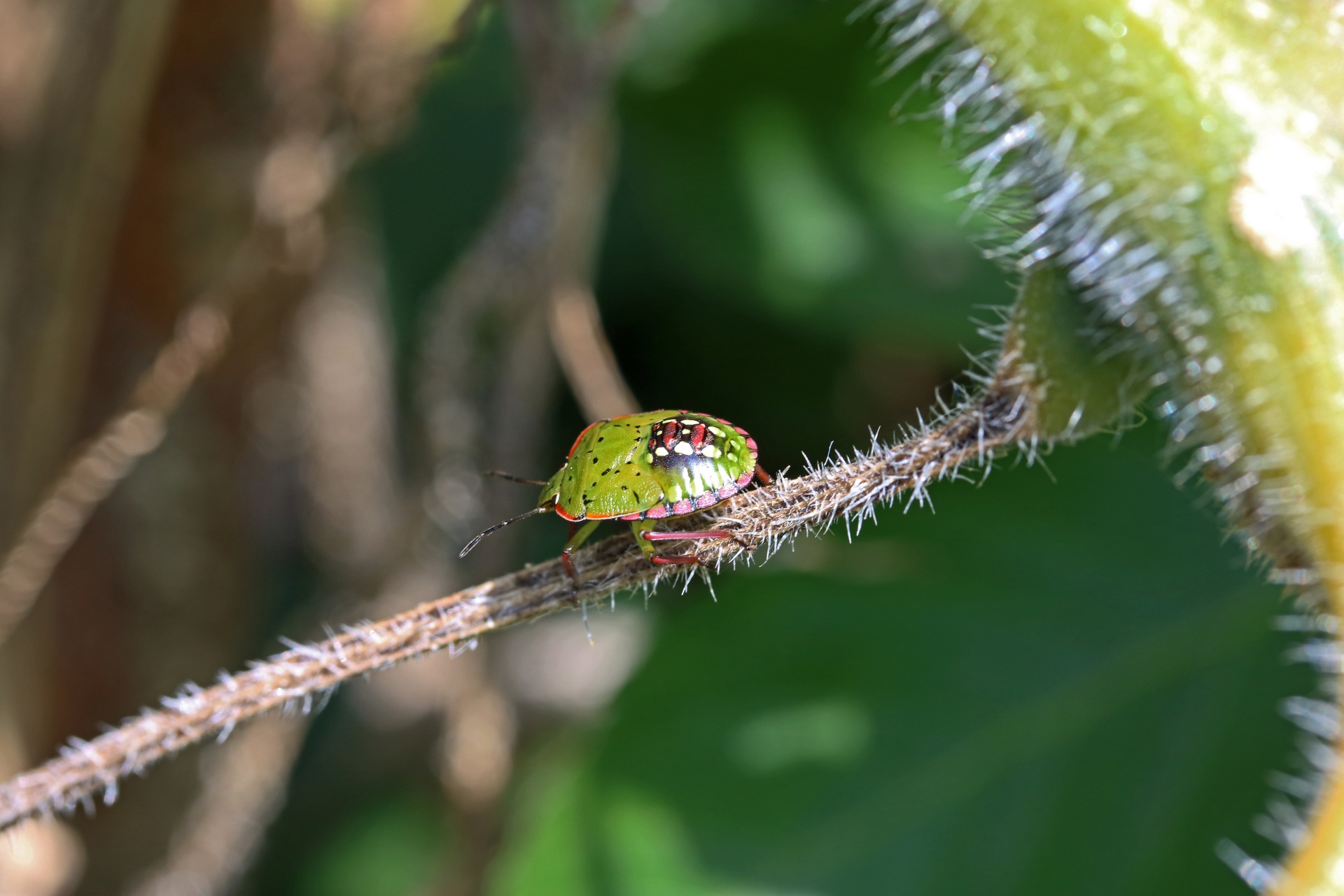 Green And Pink Shield Bug On Tomato