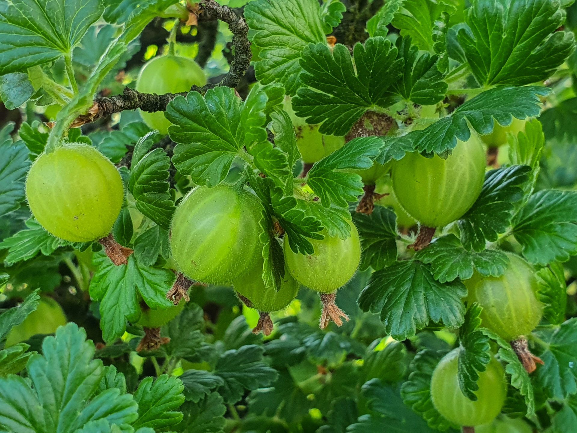 Green growing gooseberries on a gooseberry bush